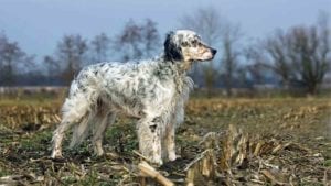 english-setter