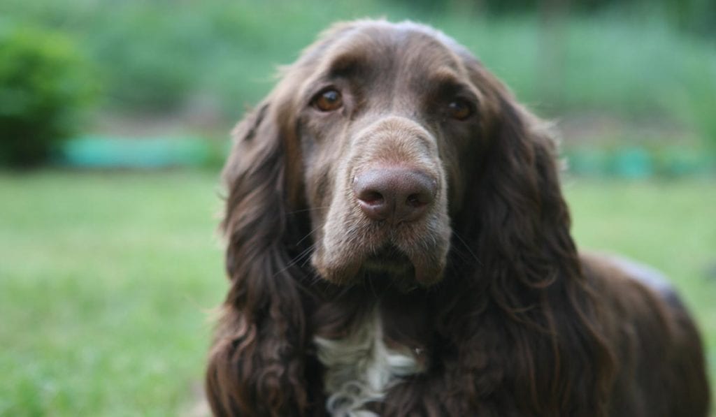 field-spaniel