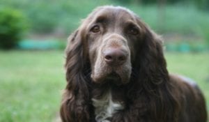 field-spaniel
