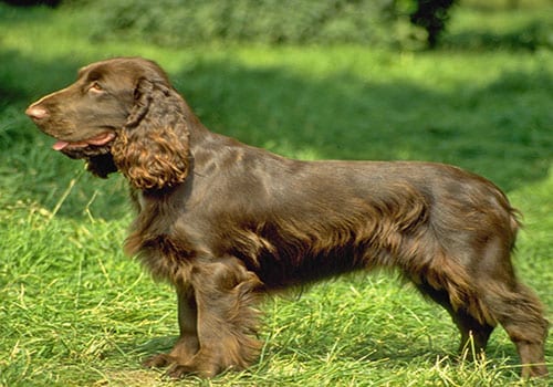 field-spaniel