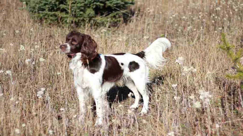 french-spaniel