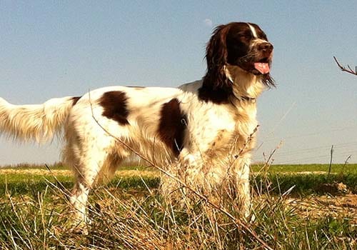 french-spaniel