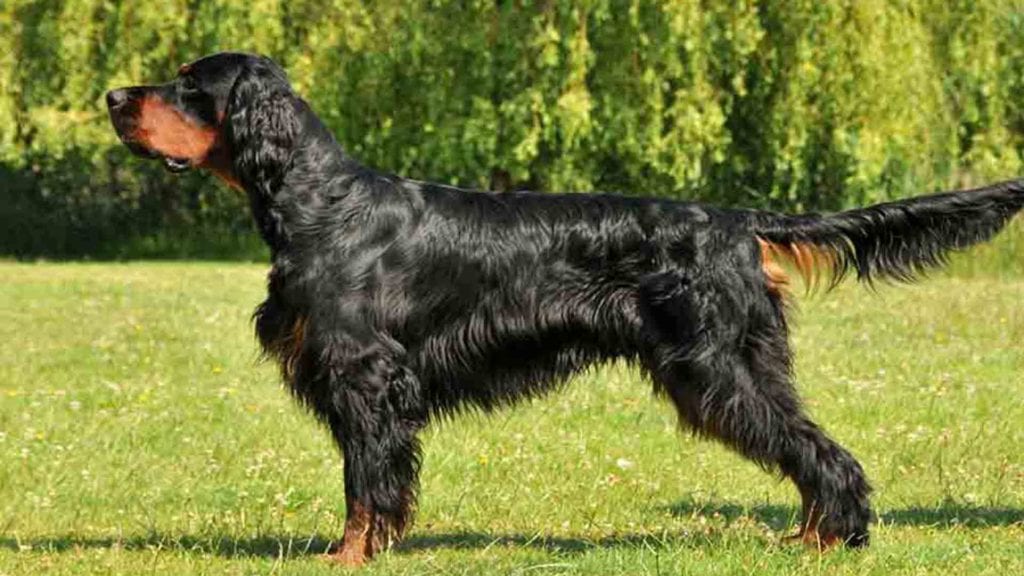 gordon-setter