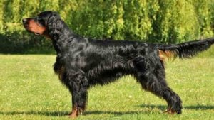 gordon-setter