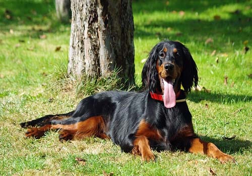 gordon-setter