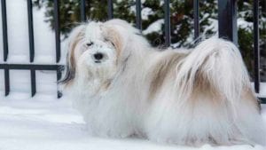 havanese