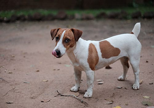jack-russell-terrier
