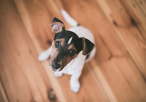 jack-russell-terrier