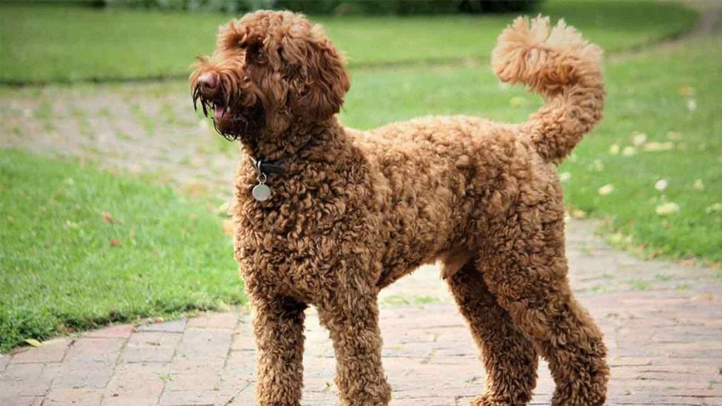 labradoodle
