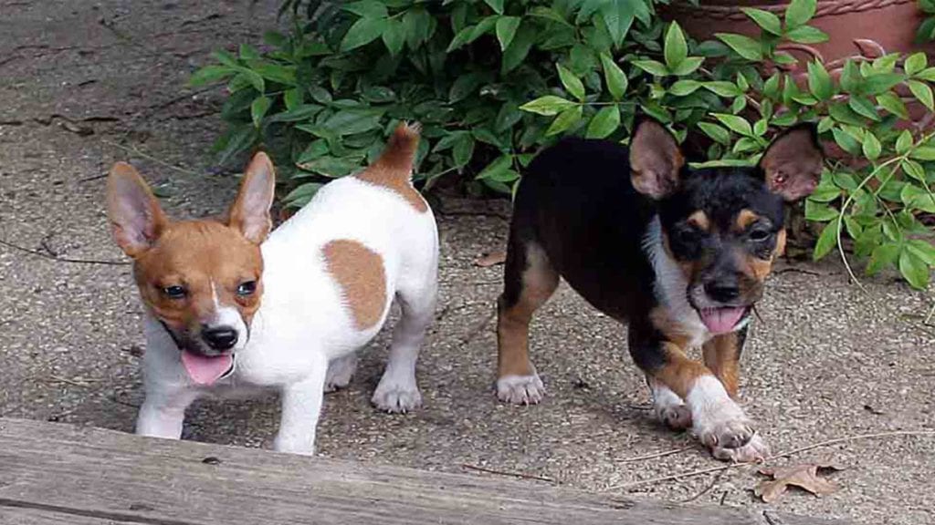 mountain-feist-puppies