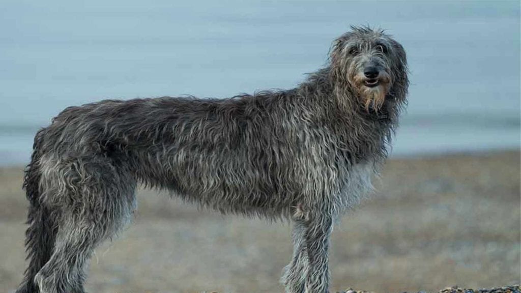 scottish-deerhound