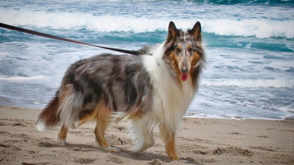 cute-dog-in-the-beach