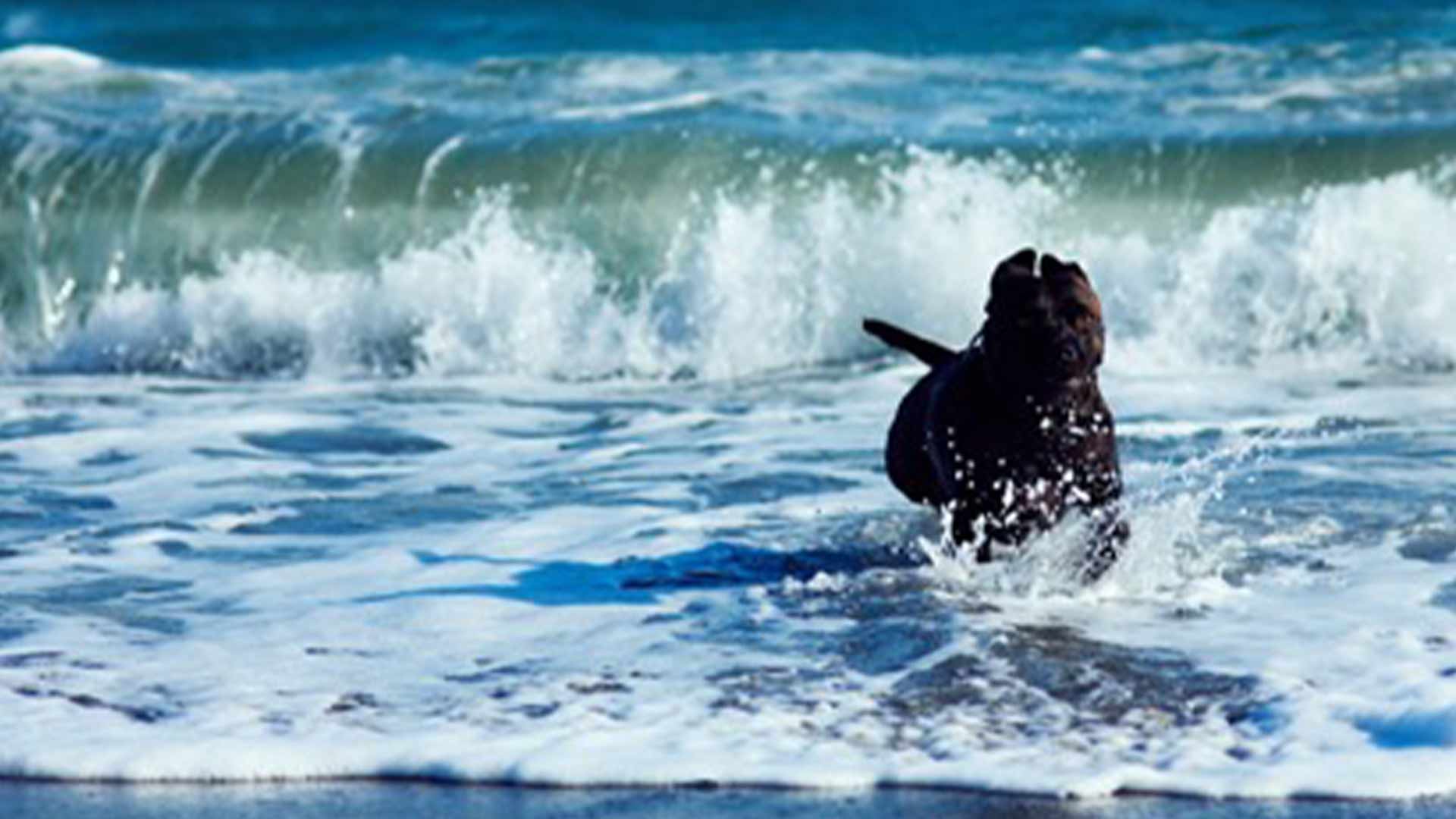 cute-dog-playing-in-the-beach