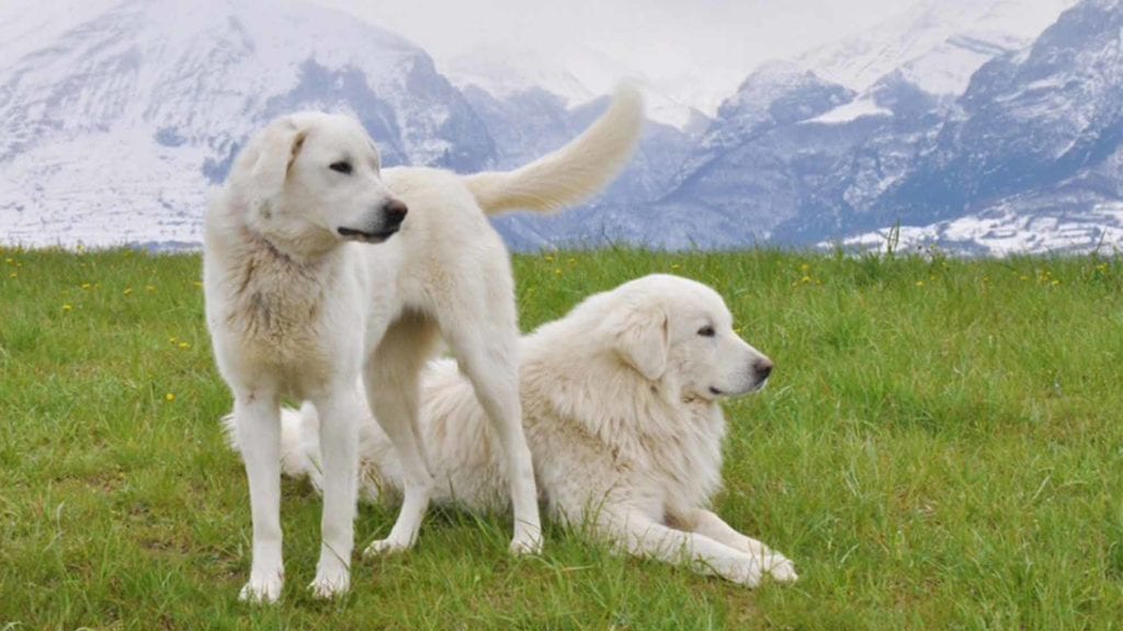 abruzzese-mastiff