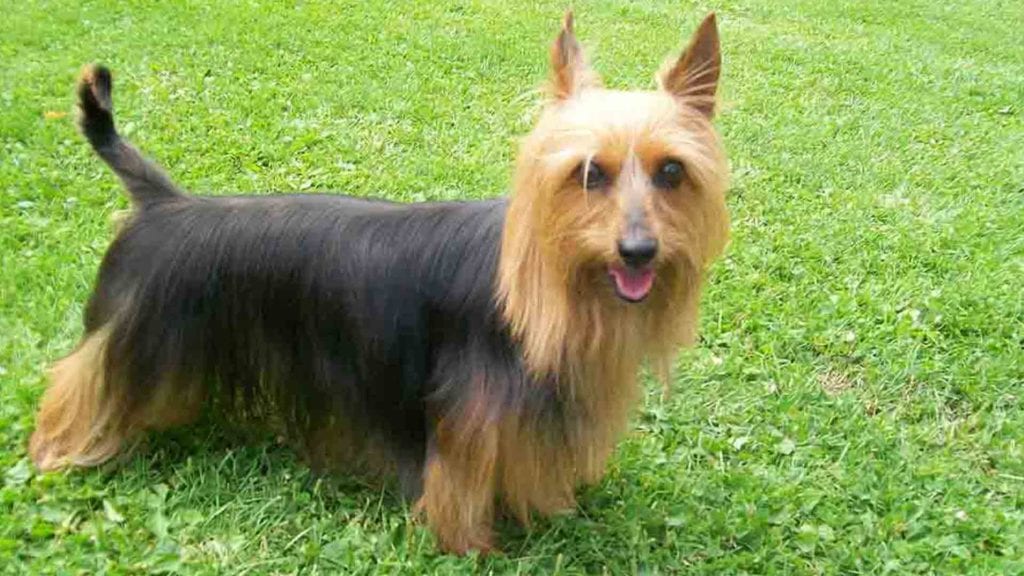 cute-austrlian-silky-terrier