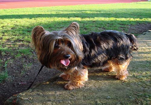 australian-silky-terrier