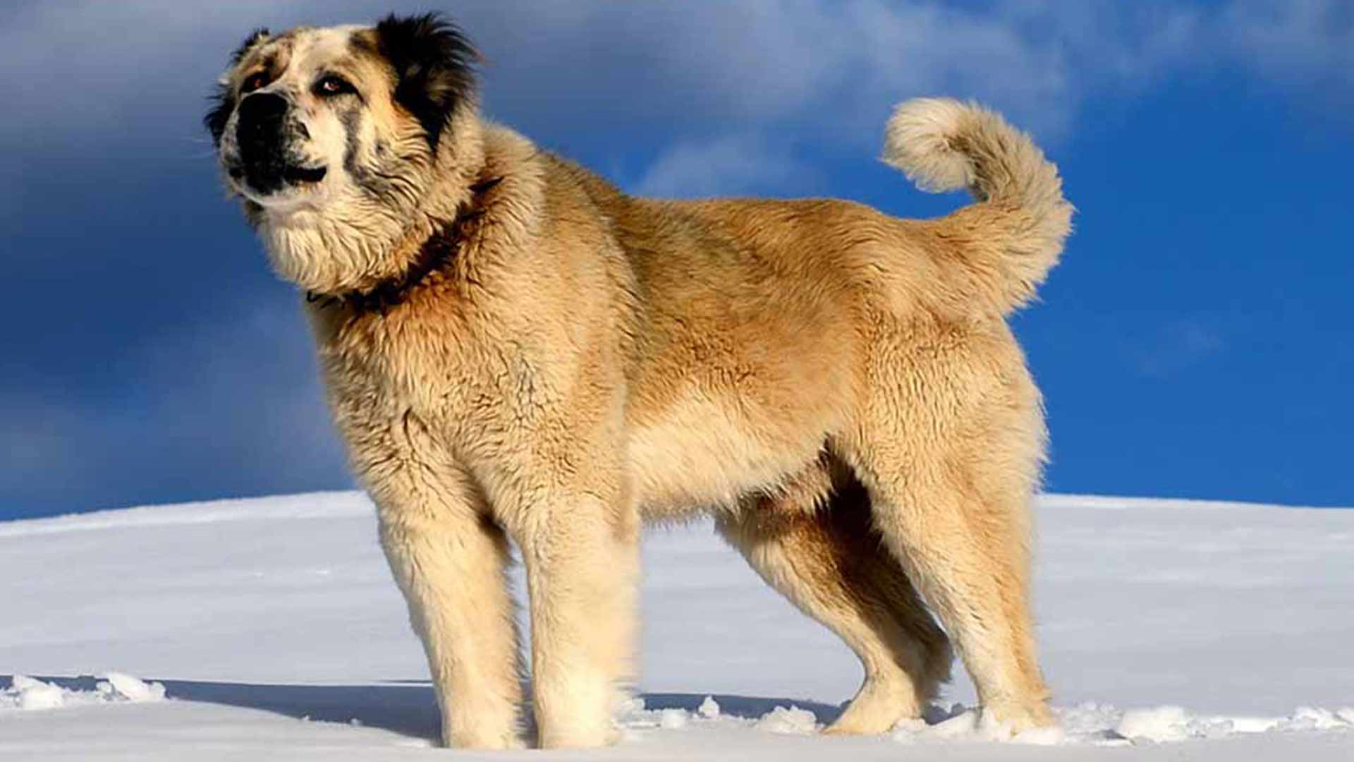 Greek Shepherd Dog