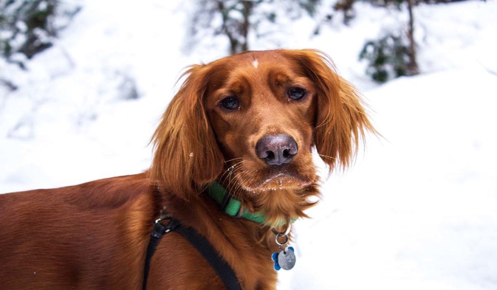 irish-setter