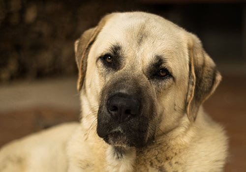 kangal-dog