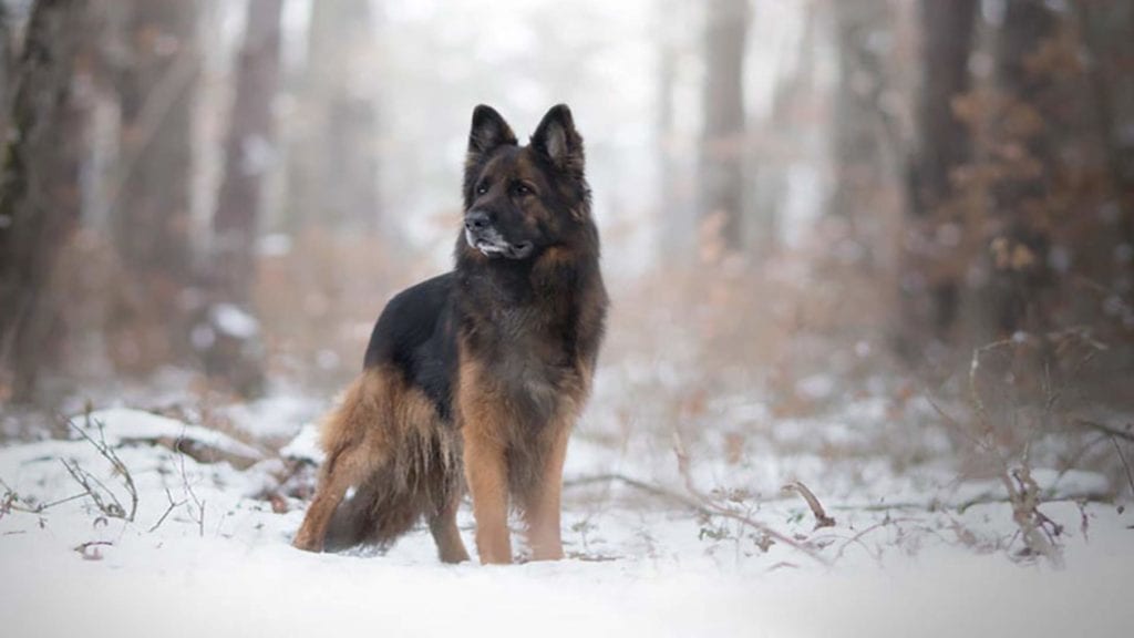 king-shepherd-featured-image