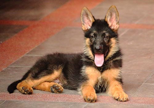 king-shepherd