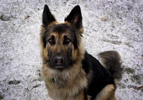 king-shepherd
