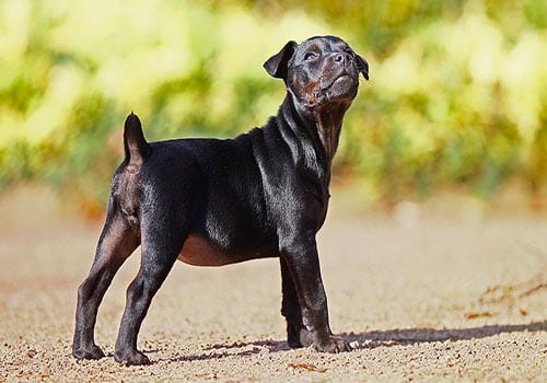 patterdale-terrier