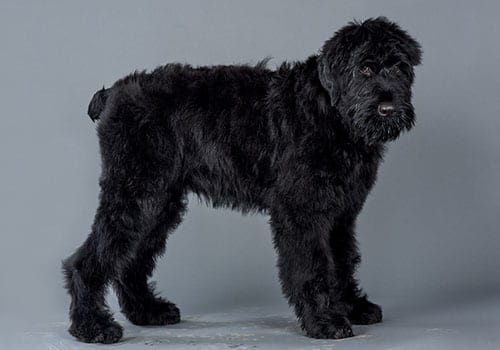russian-black-terrier