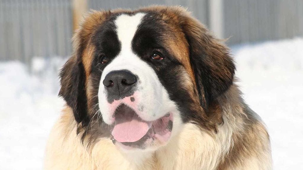 st-bernard