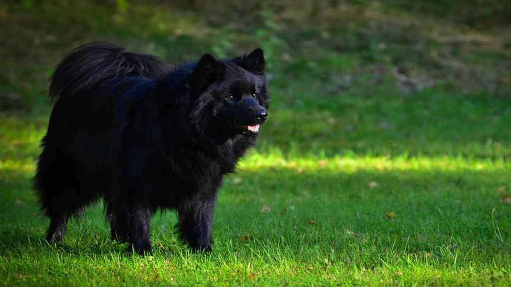 swedish-lapphund