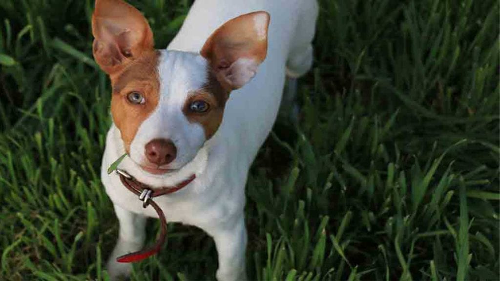 tenterfield-terrier-looking-uo
