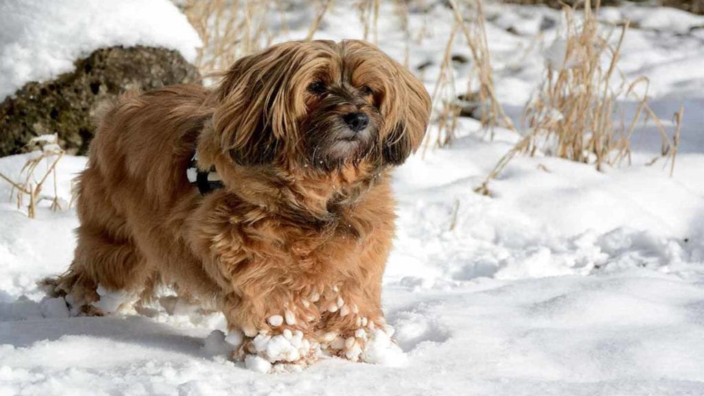 tibetan-terrier-in-snow