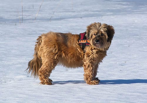 tibetan-terrier-history
