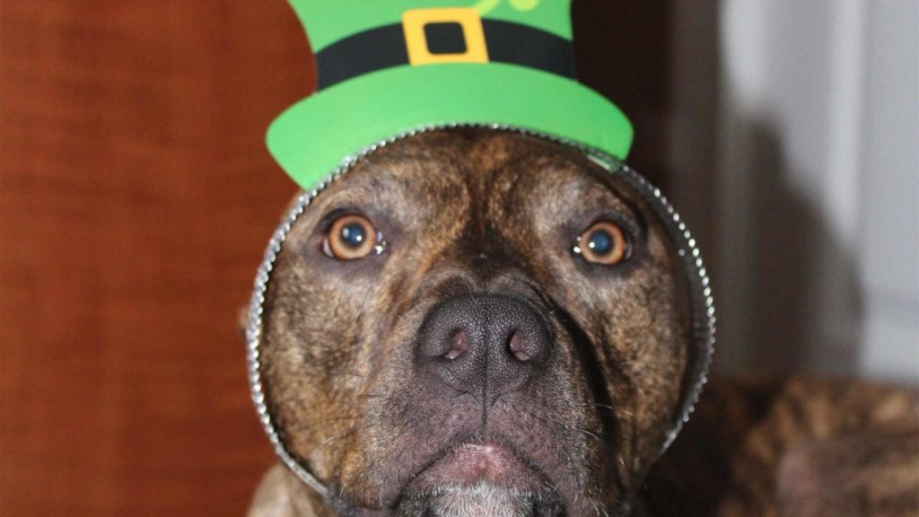 cute-dog-with-st-patty-headband