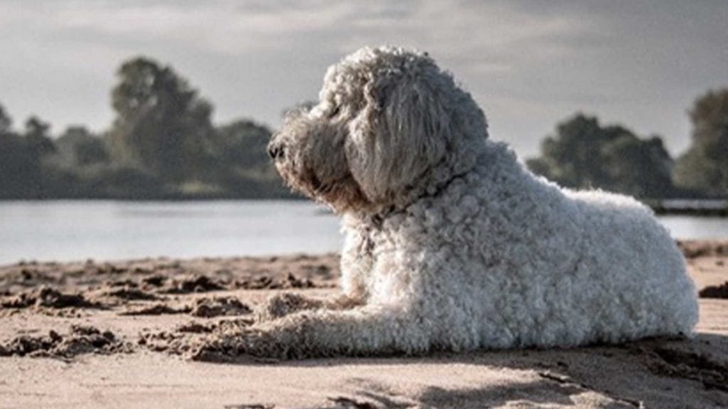 cute-poodle-beach
