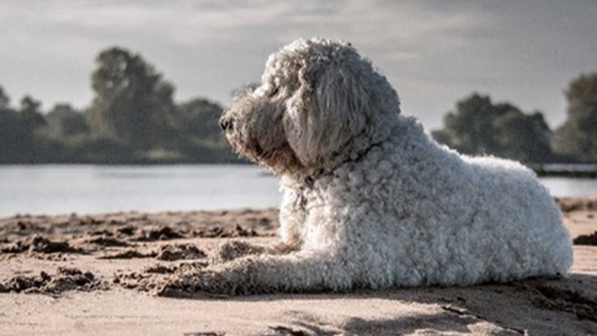 cute-poodle-beach