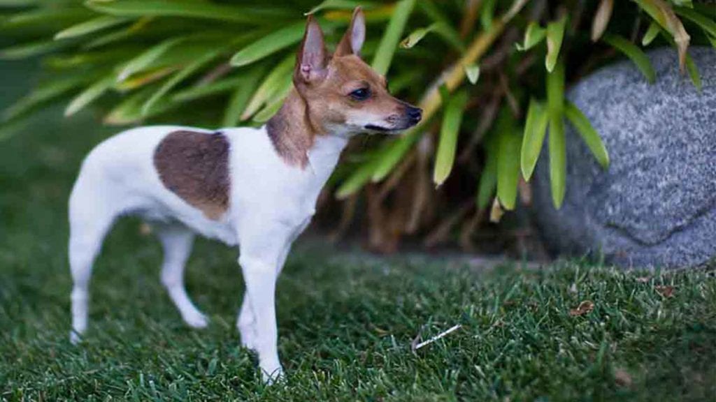 cute-toy-fox-terrier